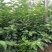 樱桃树苖矮化大樱桃苗嫁接苗盆栽南方北方种植阳台庭院车厘子