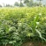 樱桃树苖矮化大樱桃苗嫁接苗盆栽南方北方种植阳台庭院车厘子