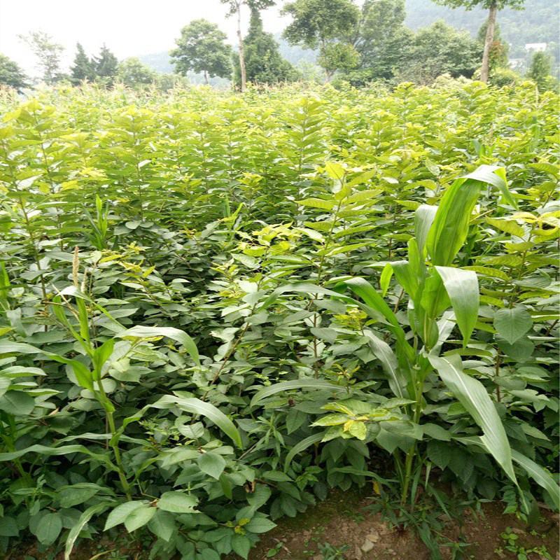 樱桃树苖矮化大樱桃苗嫁接苗盆栽南方北方种植阳台庭院车厘子