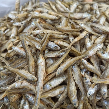 天然淡水麦穗鱼3～6cm大小中品相齐全配青椒好吃香辣酥脆