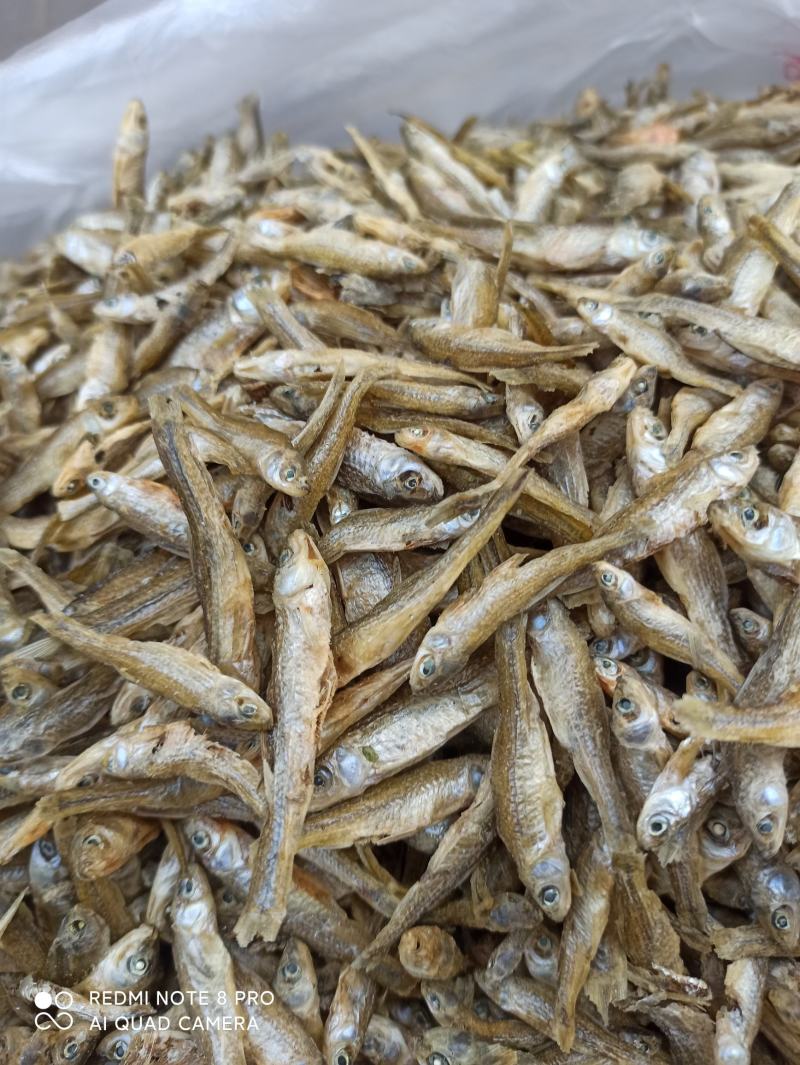 天然淡水麦穗鱼3～6cm大小中品相齐全配青椒好吃香辣酥脆