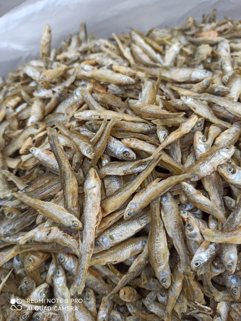 天然淡水麦穗鱼3～6cm大小中品相齐全配青椒好吃香辣酥脆