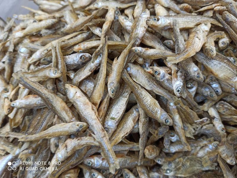 天然淡水麦穗鱼3～6cm大小中品相齐全配青椒好吃香辣酥脆
