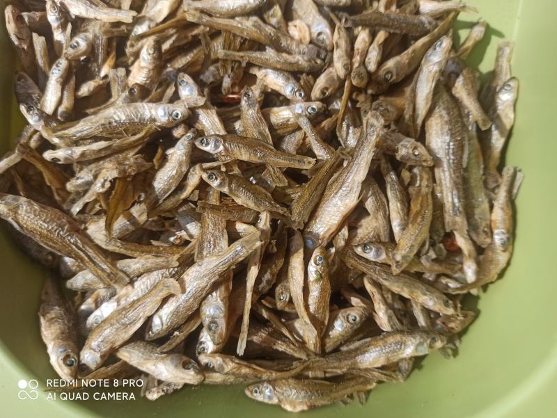 天然淡水麦穗鱼3～6cm大小中品相齐全配青椒好吃香辣酥脆