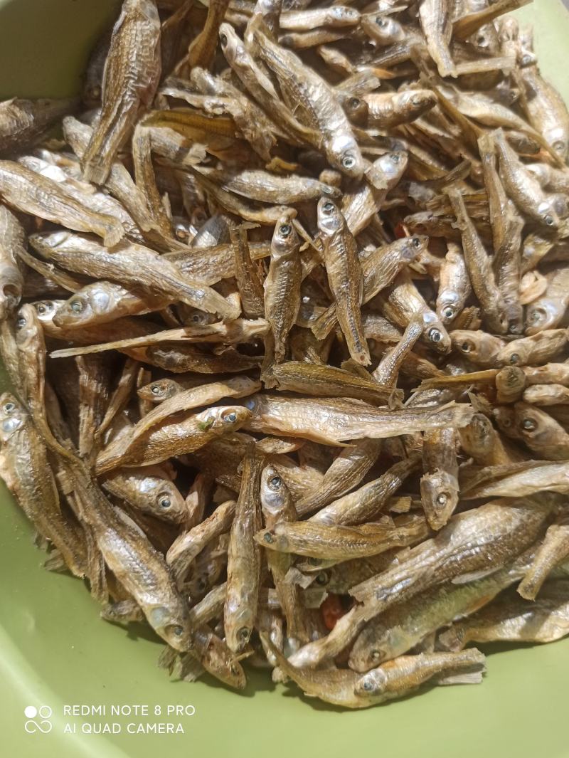 天然淡水麦穗鱼3～6cm大小中品相齐全配青椒好吃香辣酥脆