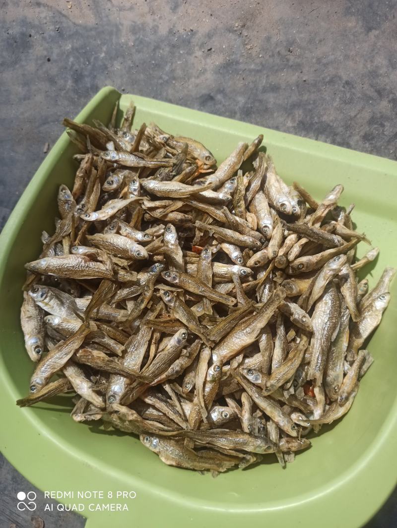 天然淡水麦穗鱼3～6cm大小中品相齐全配青椒好吃香辣酥脆