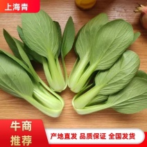 【精选】山东精品小颗上海青油菜大量供应量大全国