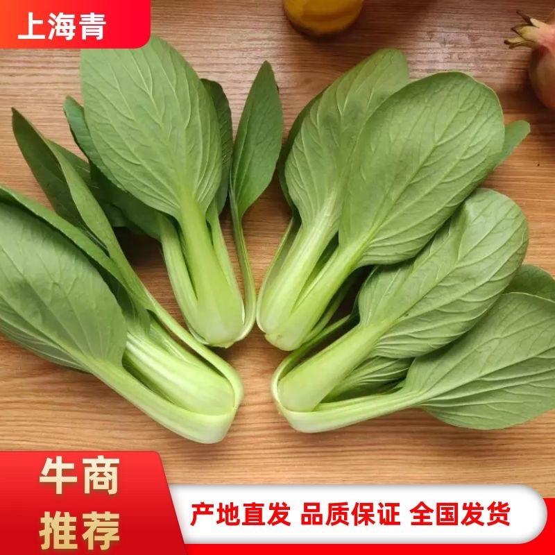 【精选】山东精品小颗上海青油菜大量供应量大优惠全国代发
