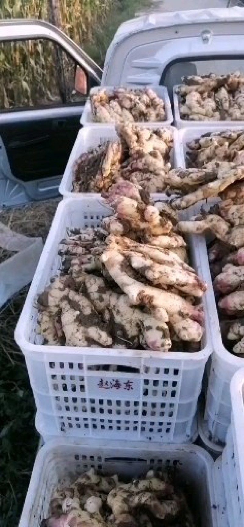 行唐大姜最后几天要的速联系