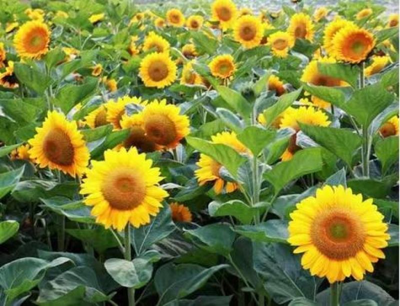 向日葵种孑观赏食用花种种子室内盆栽四季室外庭院矮葵