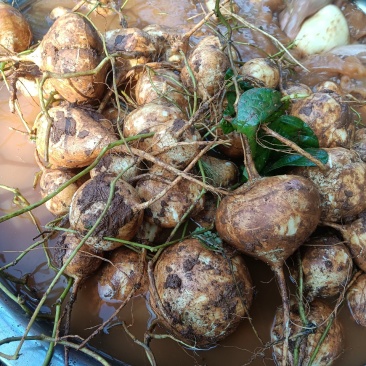 豆薯，土瓜，货源充足
