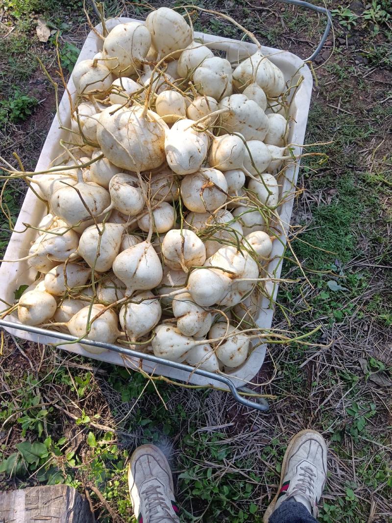 豆薯，土瓜，货源充足