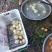 豆薯，土瓜，货源充足