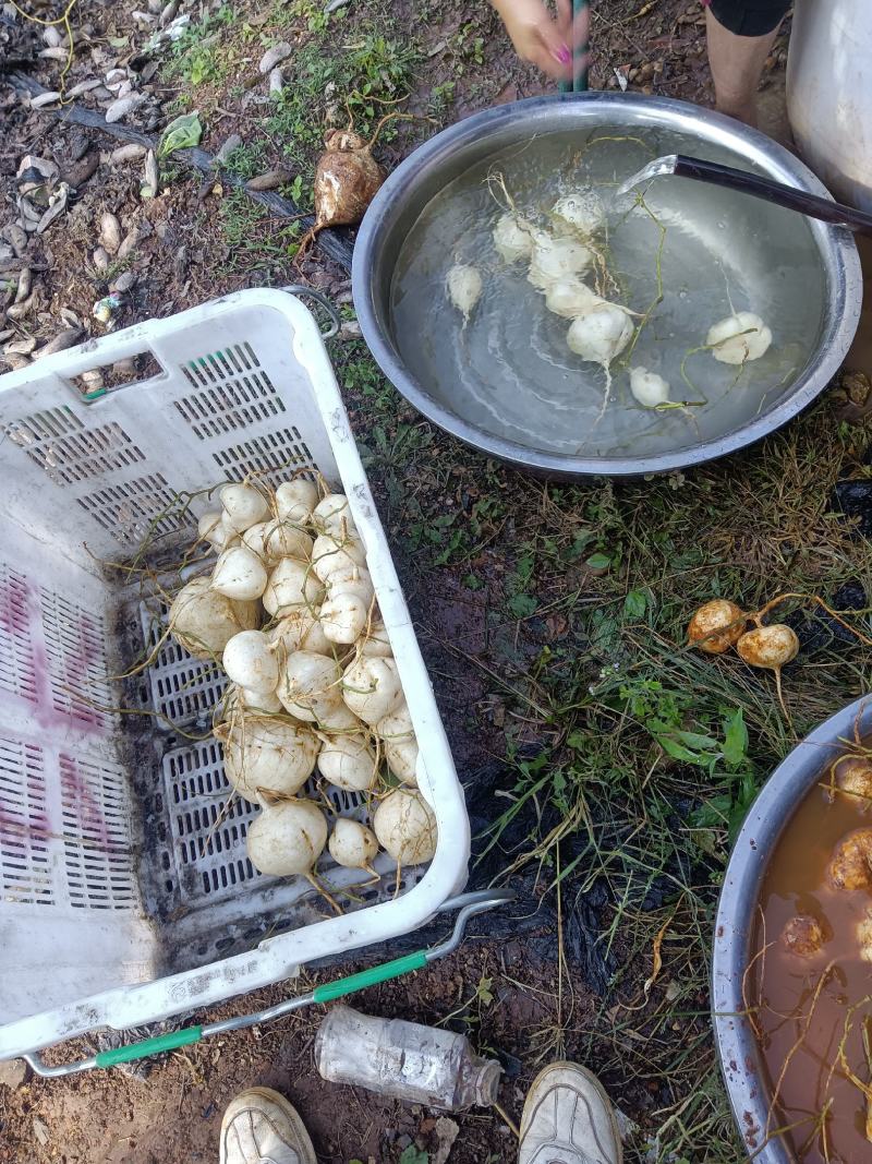豆薯，土瓜，货源充足