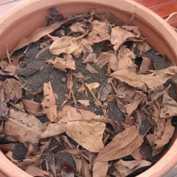 虫茶，龙珠茶，存放八年，品质保证，一手货源，量大价优
