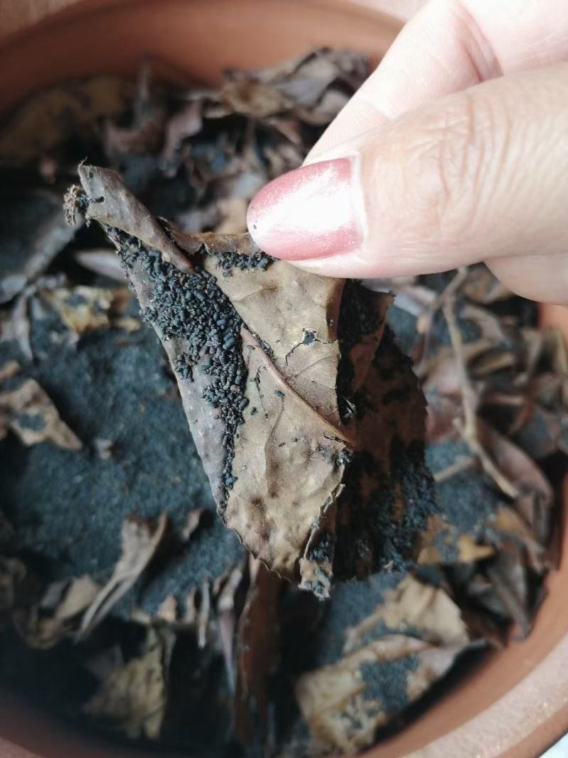 虫茶，龙珠茶，存放八年，品质保证，一手货源，量大价优