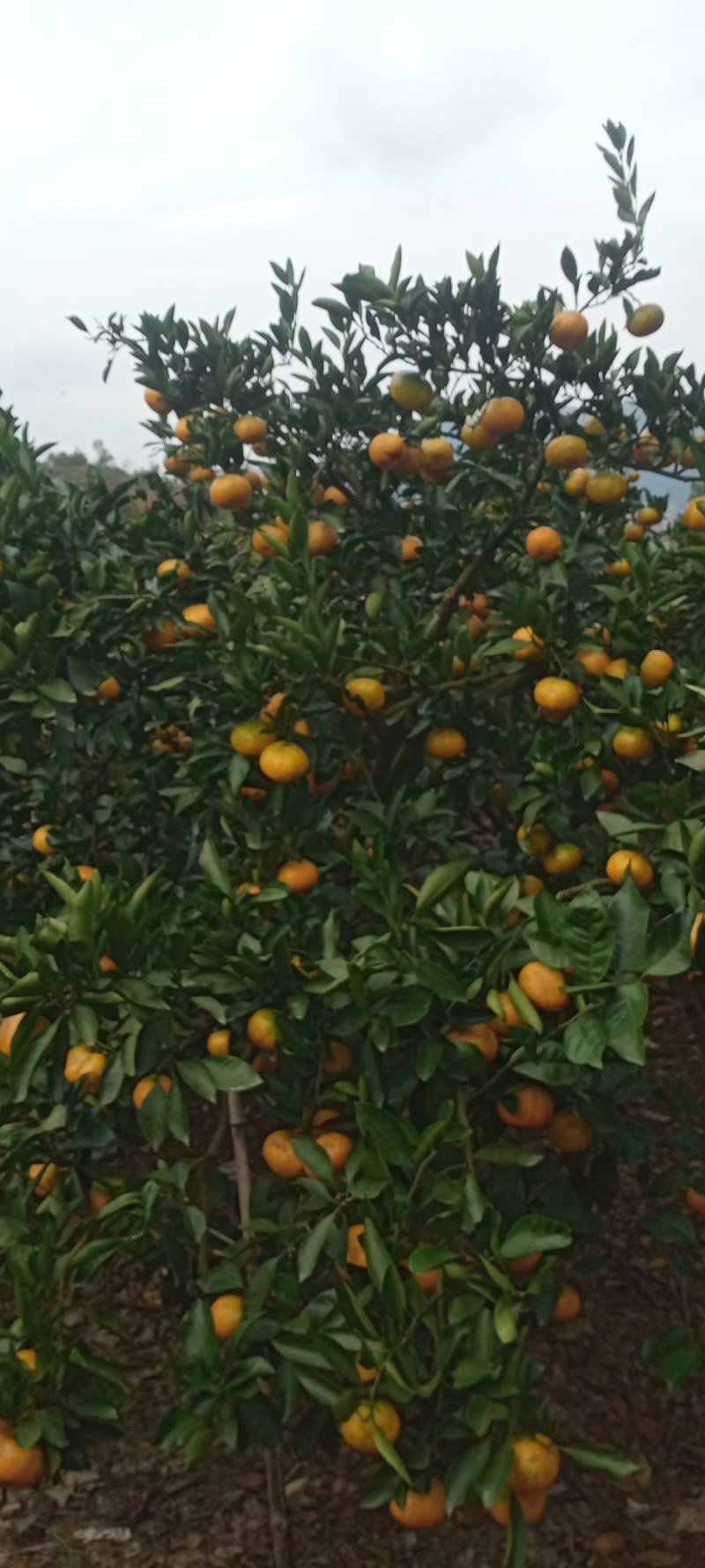 宫川桔子大量。皮薄肉多。甜甜蜜蜜的。高山上桔子。欢迎
