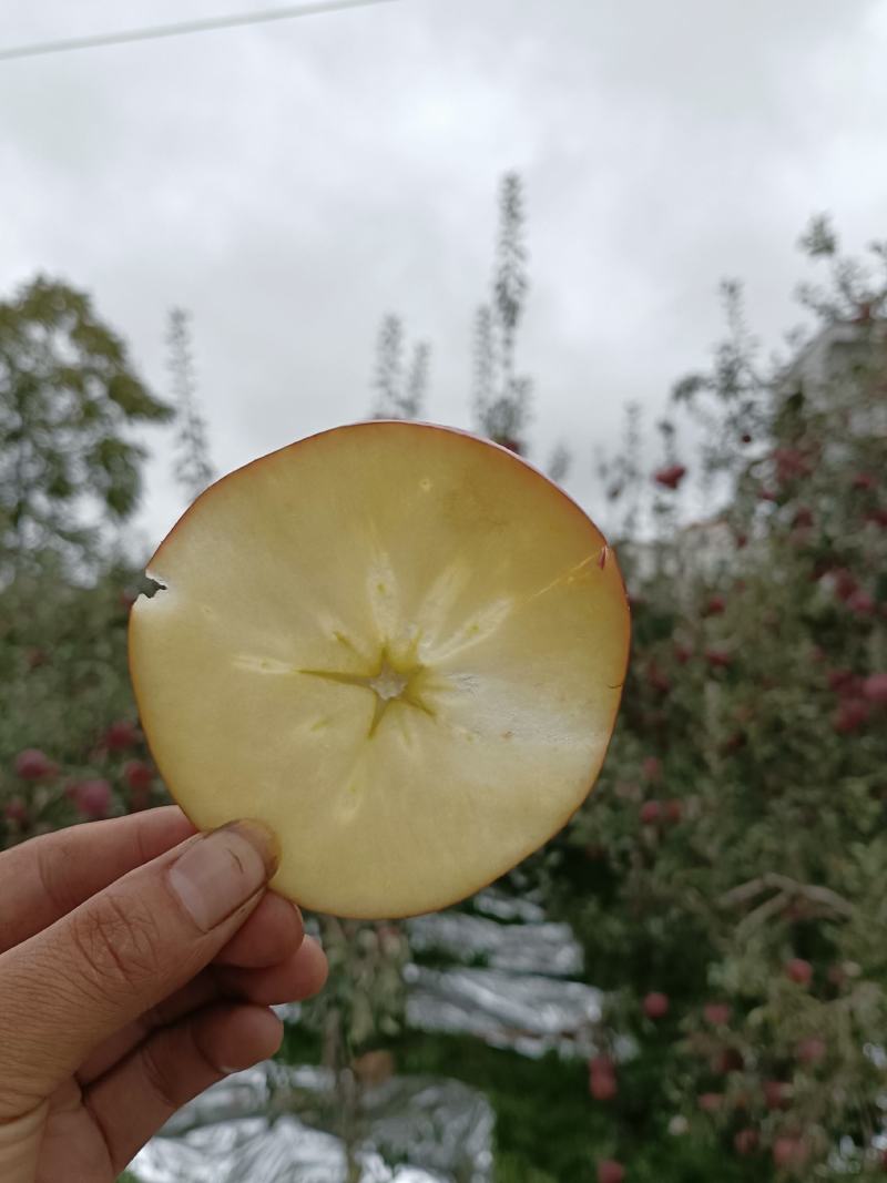 云南昭通樱桃小苹果，冰糖心丑苹果，产地直供，代办，社区团