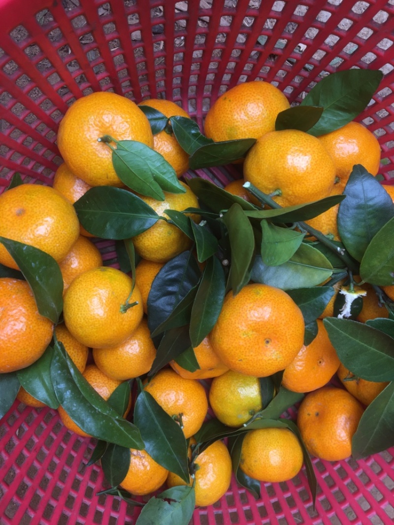 阳山皮光肉滑八月桔上市了