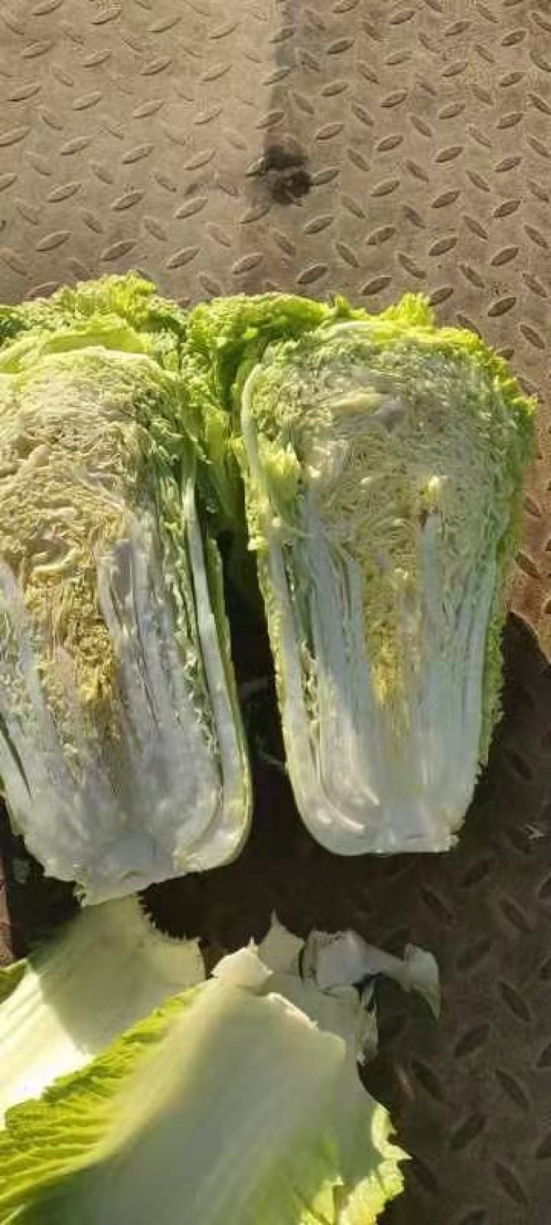吉林产区杠菜北京3号大量上市中质量好价格美丽欢迎采购