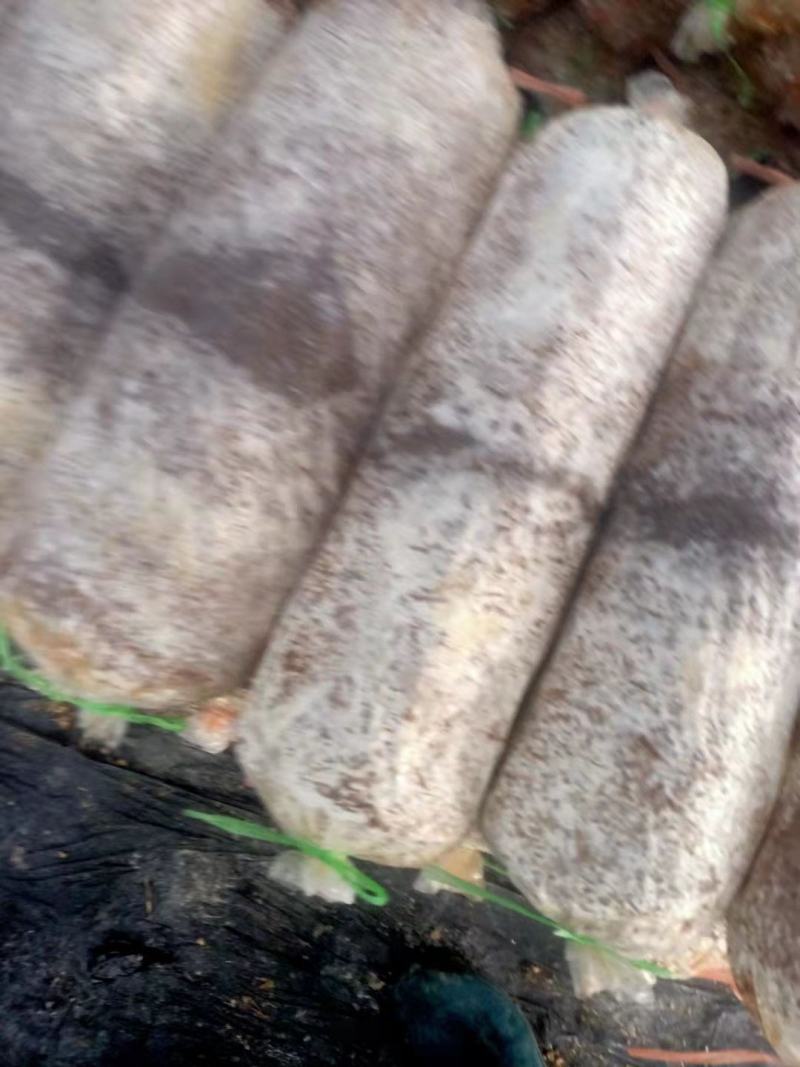 平菇菌棒