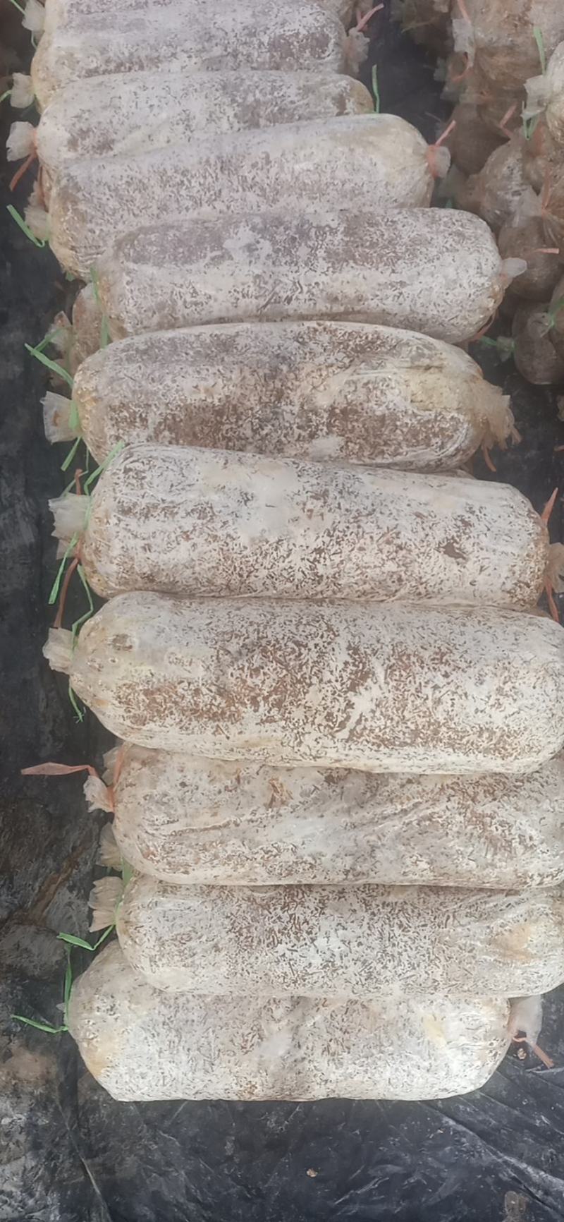 平菇菌棒