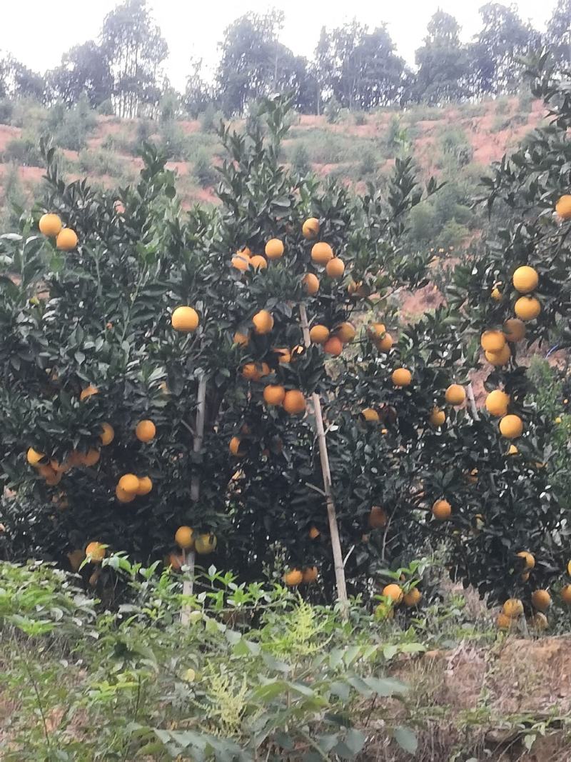 赣南脐橙，信丰上万亩稀土元素种植的脐橙等你来选购。