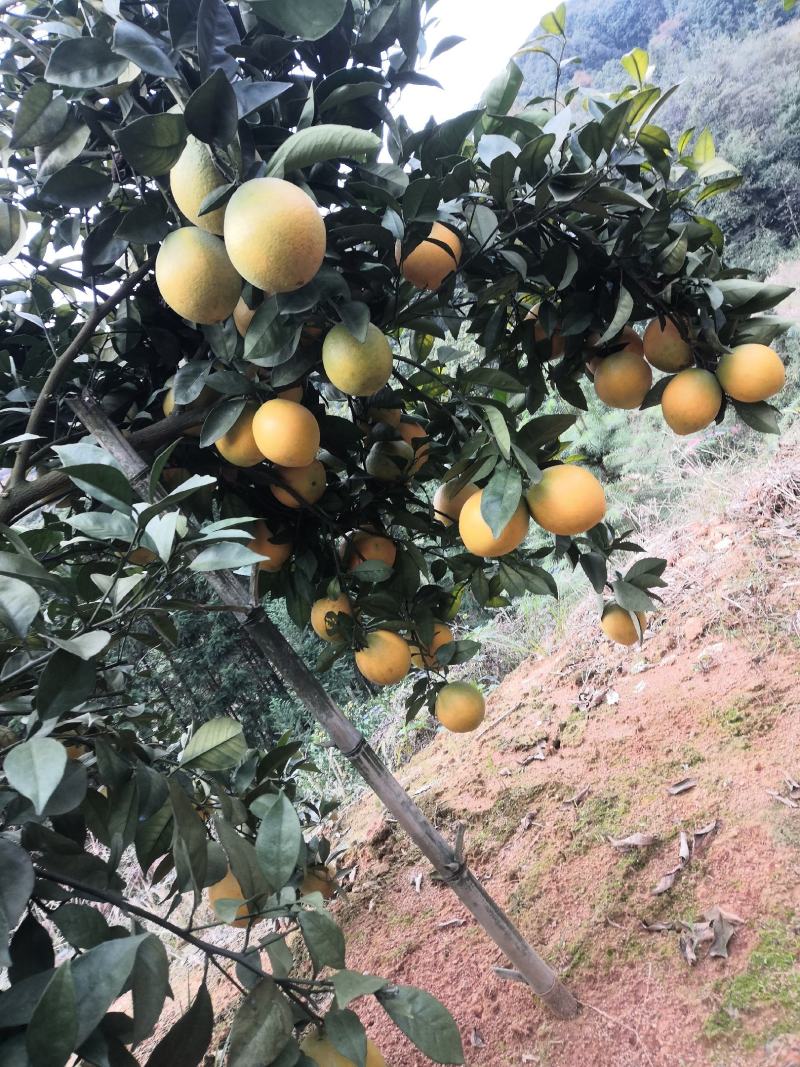 正宗的赣南脐橙。大多数中大果。口感香甜，