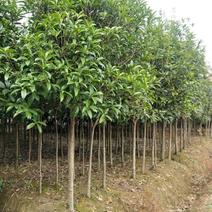 桂花树八月桂清地处理米径2至4公分的桂花树