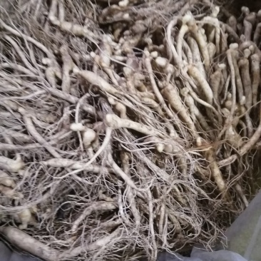抚松县人参苗大中小各种规格，批发零售支持线上保障交易