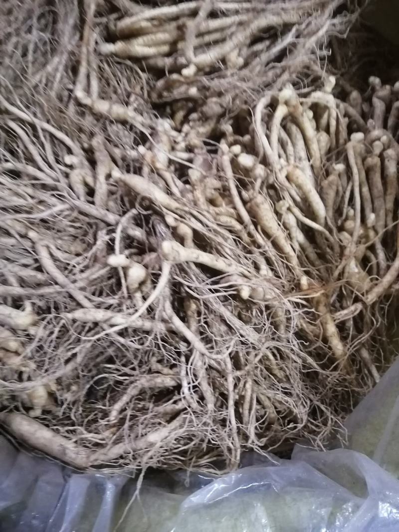 抚松县人参苗大中小各种规格，批发零售支持线上保障交易