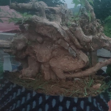 黄荆