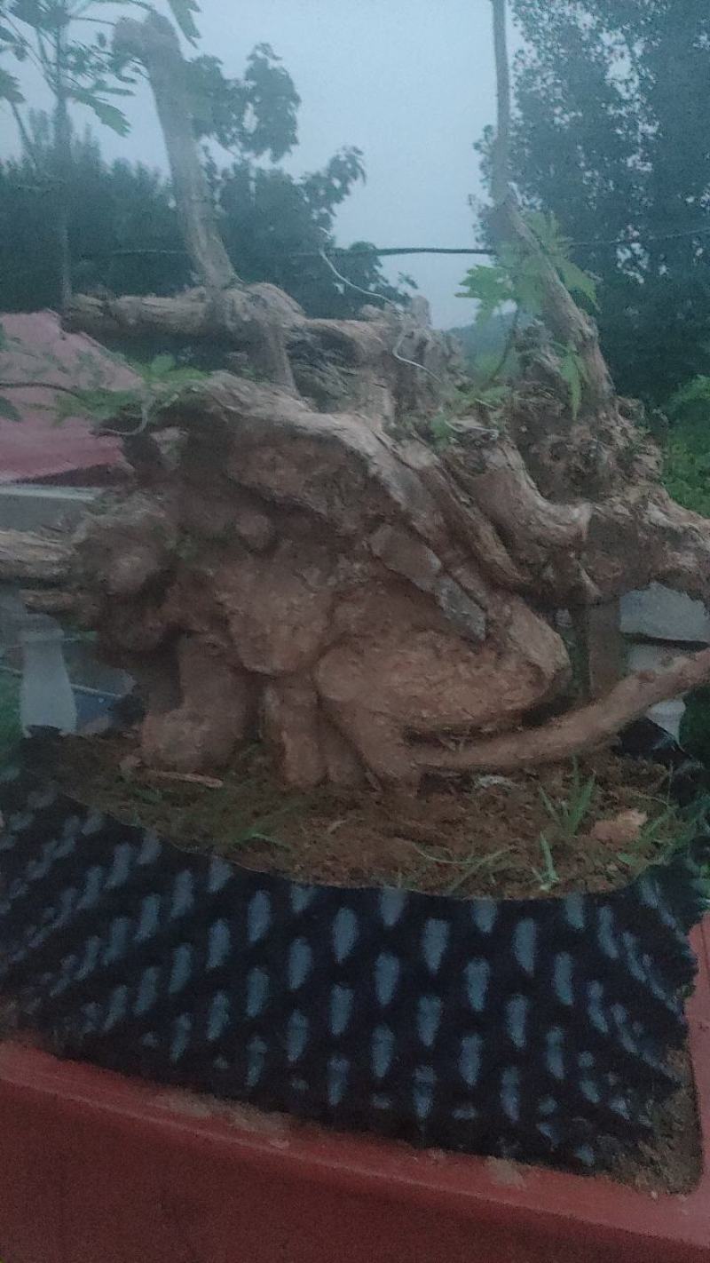 黄荆