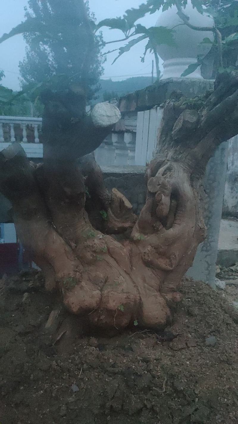 黄荆