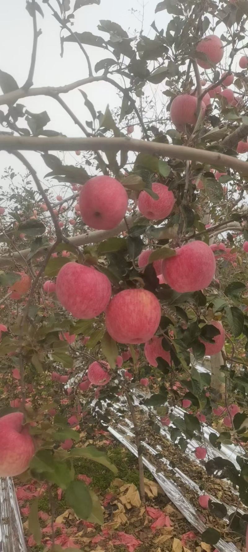 山东红富士苹果喜获丰收了，脆甜可口，颜色全红偏红全国发货