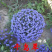 千燕草种子，花卉种子景观花海观花植物庭院种植室内阳