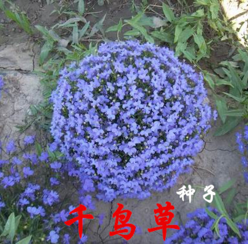 千燕草种子，花卉种子景观花海观花植物庭院种植室内阳