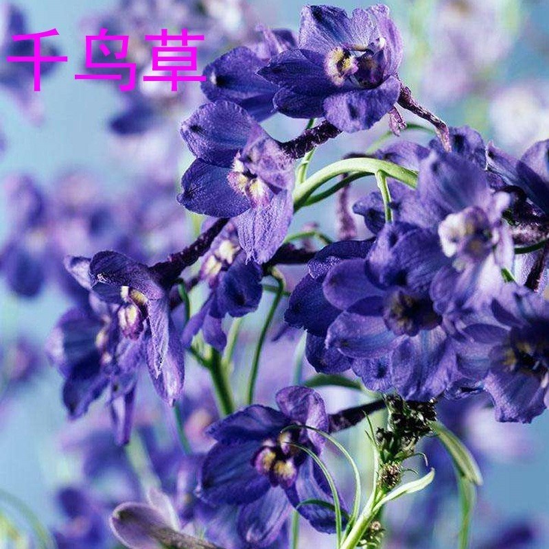千燕草种子，花卉种子景观花海观花植物庭院种植室内阳
