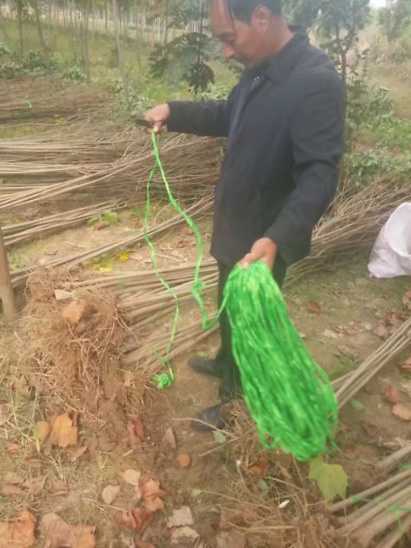 供应大叶女贞，各种规格都有1-15公分，量大价格优惠