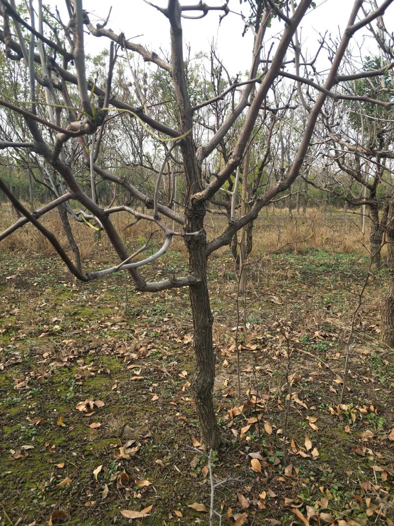 【康乐苗木】沾化冬枣树苗基地直供规格齐全提供技术指导