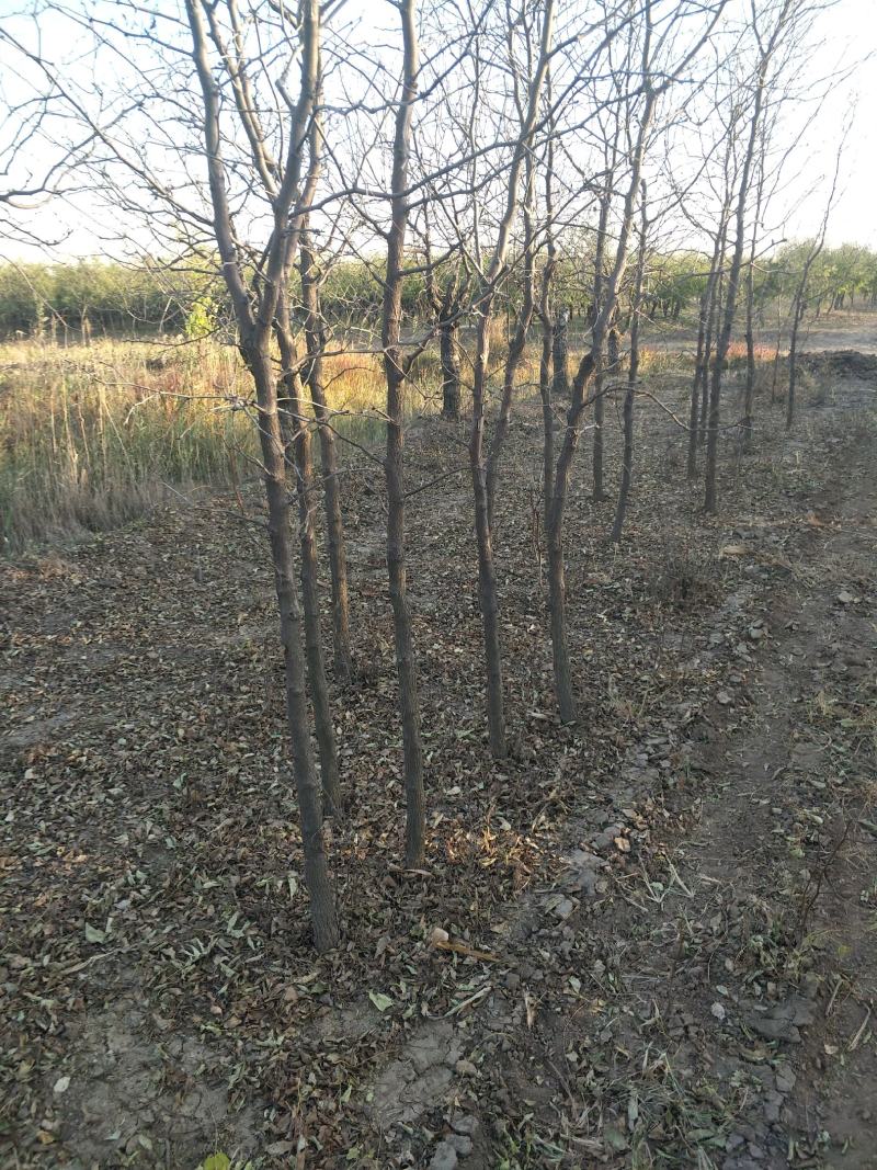 【康乐苗木】沾化冬枣树苗基地直供规格齐全提供技术指导