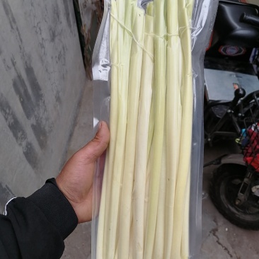 四季经营蒲菜，1-3斤真空包装的精品蒲菜，物美价廉全国发