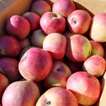 青龙满族自治县精品小国光苹果现在大量现货出售中