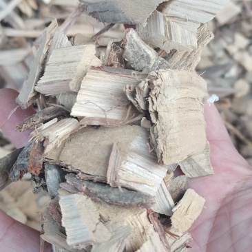 胡颓子胡秃子根胡颓子根冷背货齐全