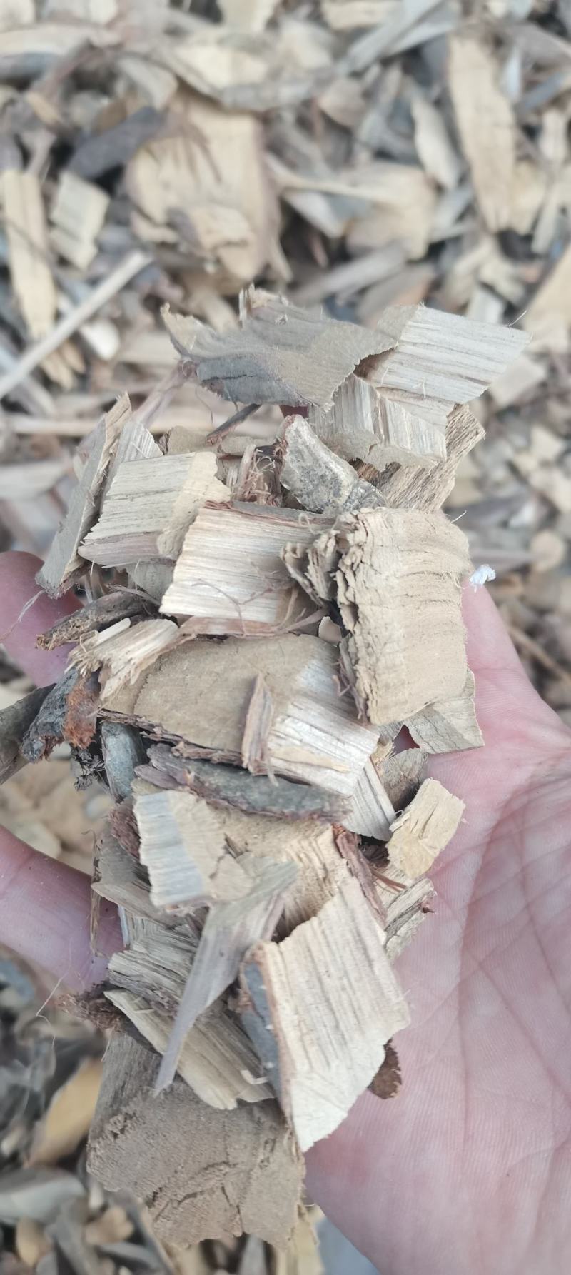 胡颓子胡秃子根胡颓子根冷背货齐全
