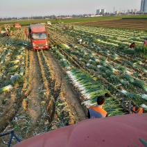 这里是长白大葱出售基地，质量好，交通便利，货真价实