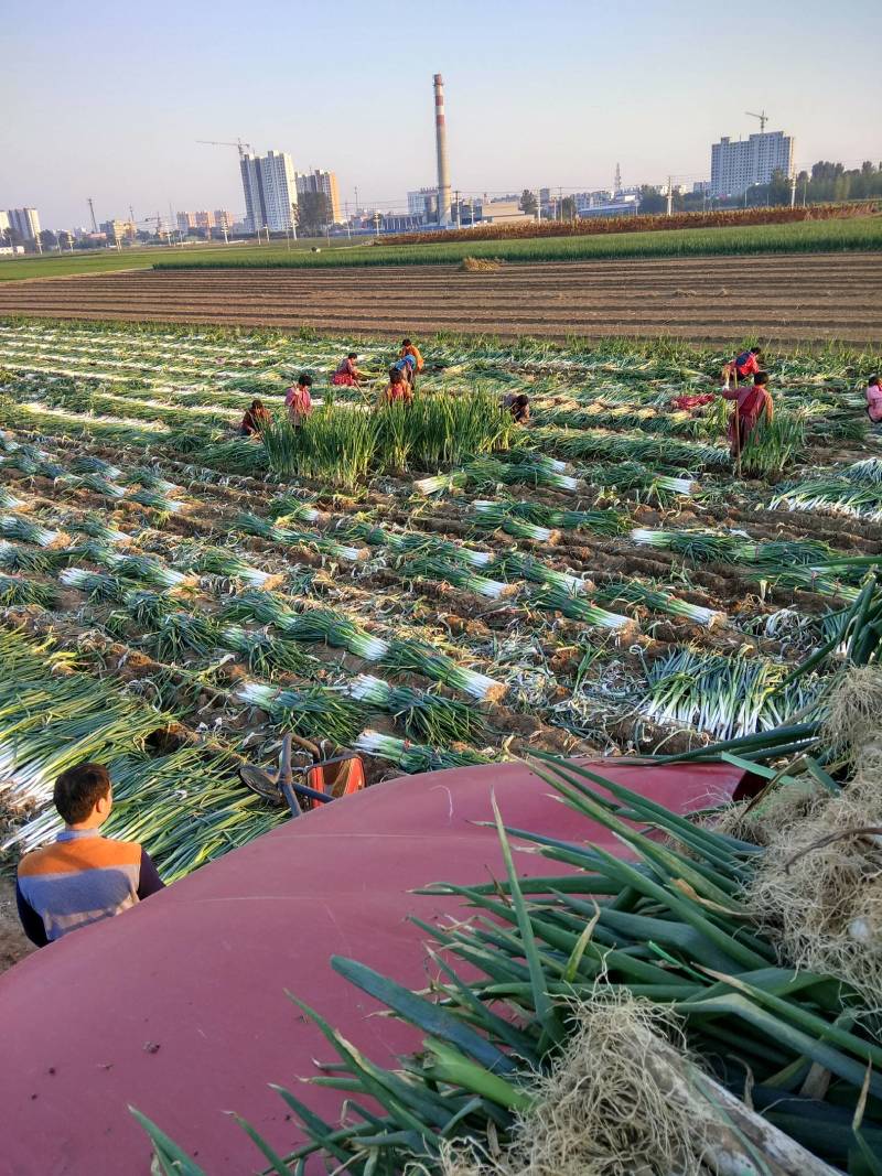 这里是长白大葱出售基地，质量好，交通便利，货真价实