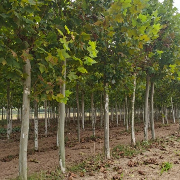 供应法桐各种规格都有8-20公分截头发帽原生冠，河南基地