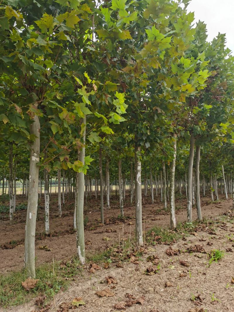 供应法桐各种规格都有8-20公分截头发帽原生冠，河南基地