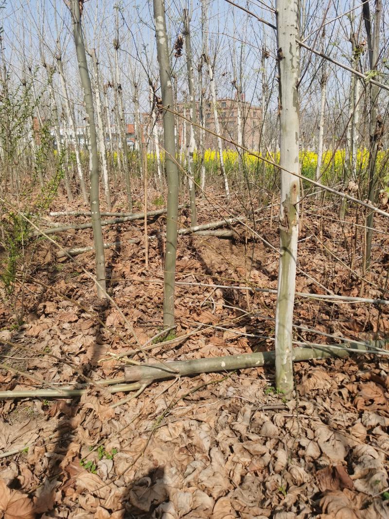 供应法桐各种规格都有8-20公分截头发帽原生冠，河南基地